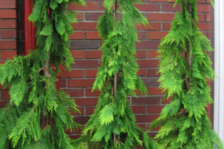 Cyprysik Lawsona ‘Filip's Golden Tears’  - Chamaecyparis lawsoniana ‘Filip's Golden Tears’ 