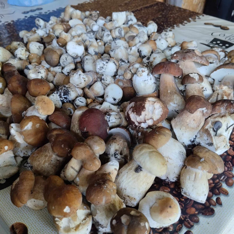 Wysyp grzybów w woj. lubelskim! Wszyscy chwalą się obfitymi zbiorami! Zobacz