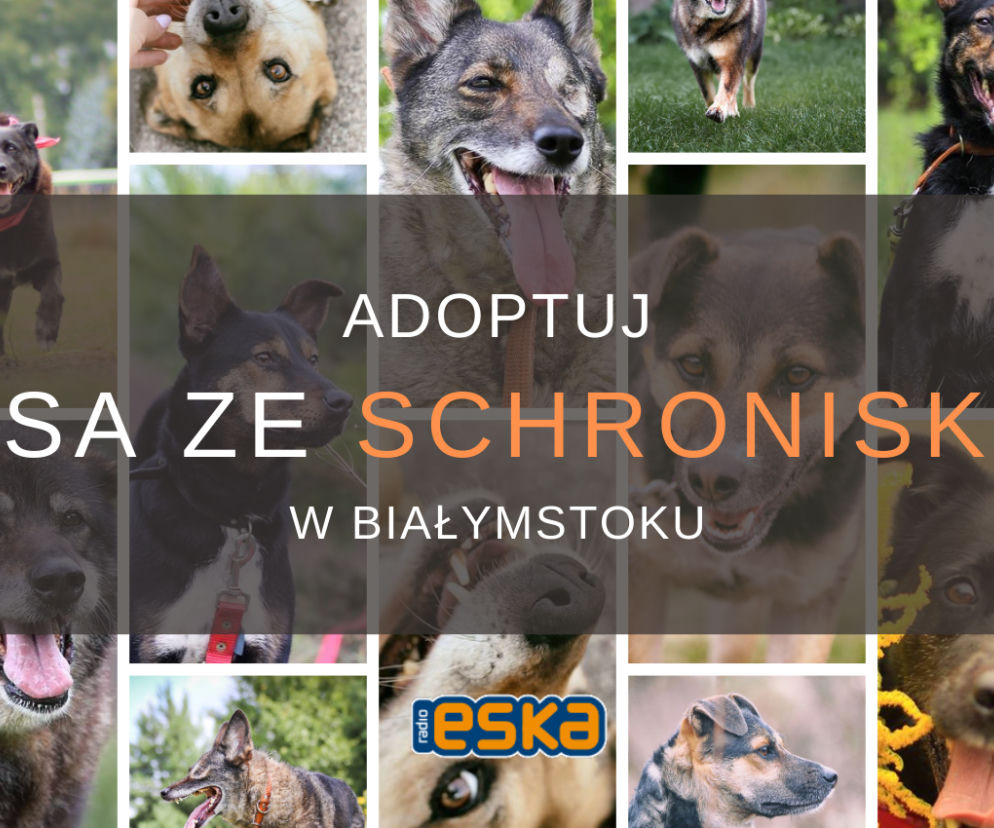 Adoptuj psa ze schroniska! - cz. III. Urocze czworonogi czekają na dom!