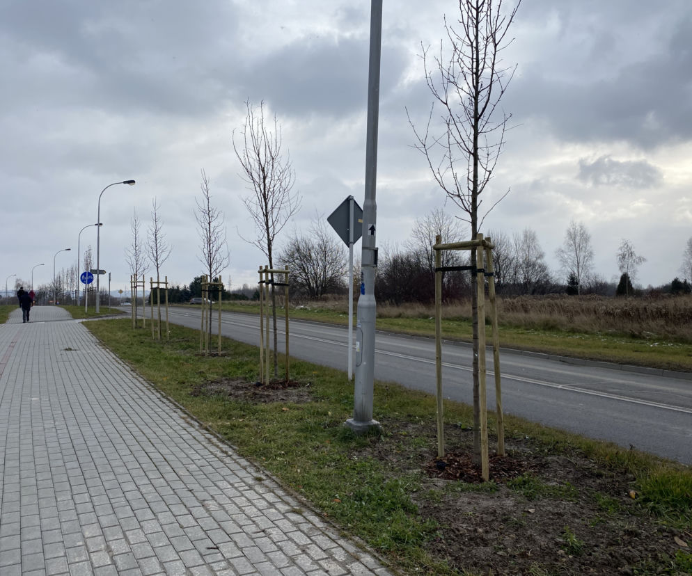 Blisko 800 drzew zasadzono w Rzeszowie tej jesieni