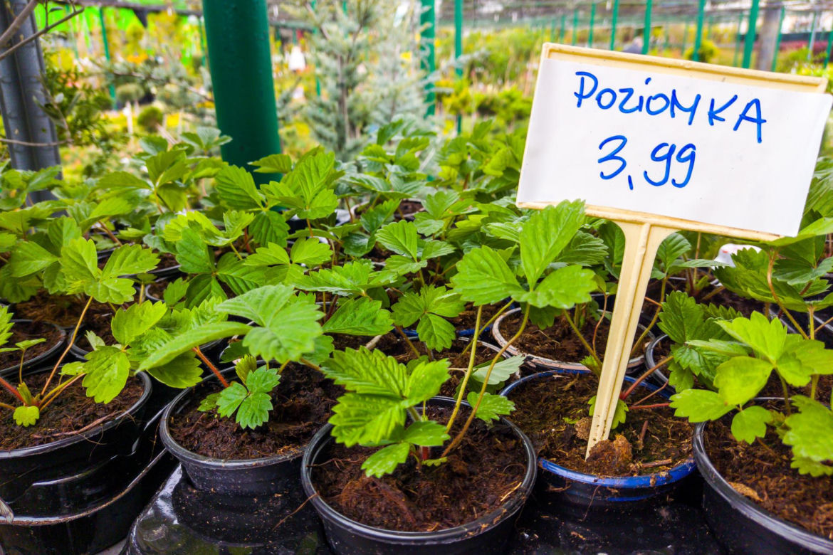 Poziomka – 3,99 zł/szt.