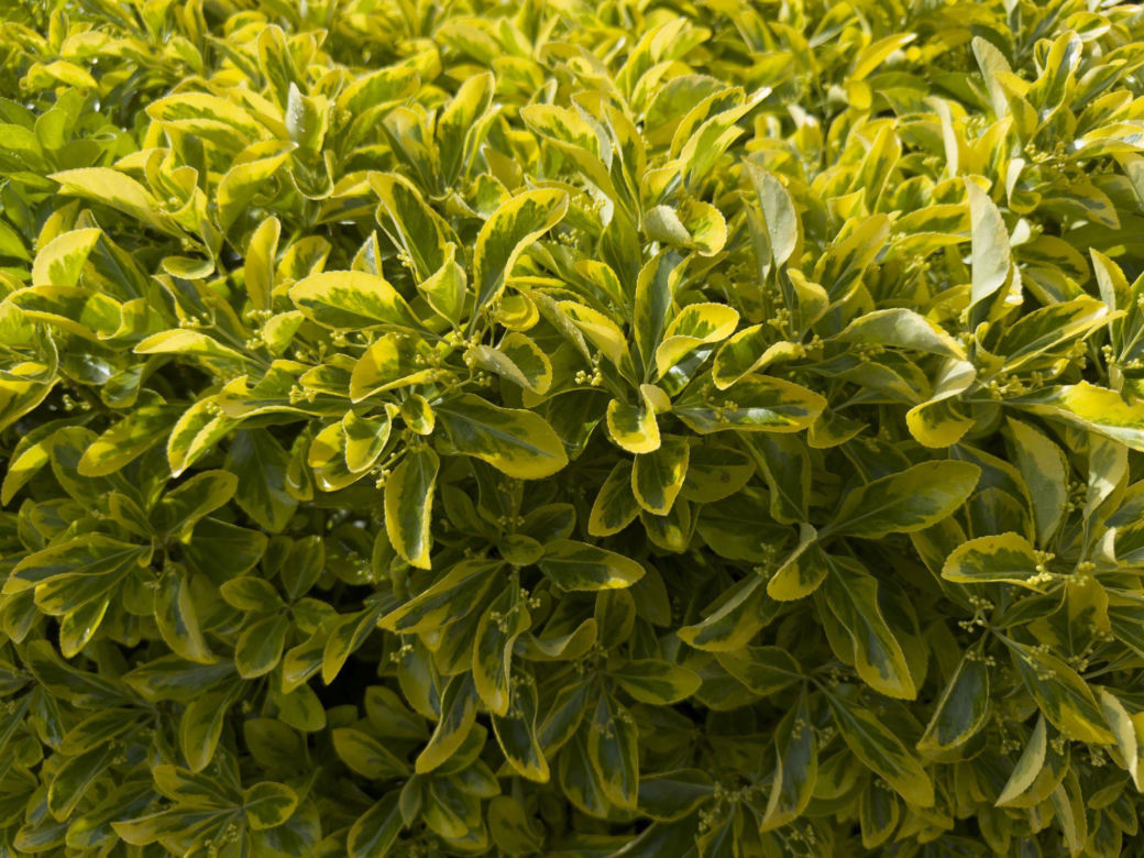 Trzmielina japońska 'Aureomarginatus'