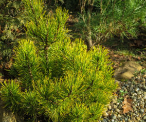Kosodrzewina odmiana 'Ophir'