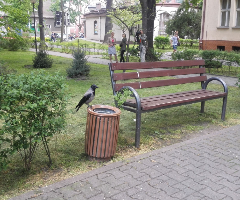 Nie wiadomo nawet dokładnie, w którym miejscu zlokalizowane są gniazda wron