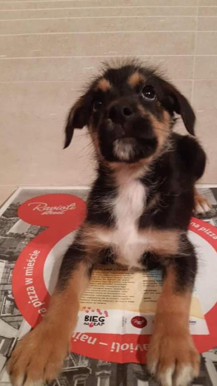 Pies szuka domu na opakowaniu pizzy. Niesamowita akcja porusza serca! [ZDJĘCIA]