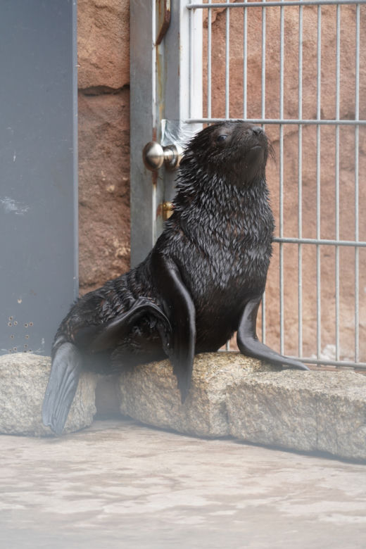 Najmłodszy kotik we wrocławskim zoo otrzymał imię Alfie