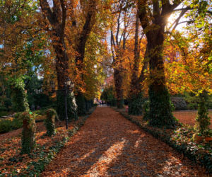 Jesień w ogrodzie botanicznym we Wrocławiu