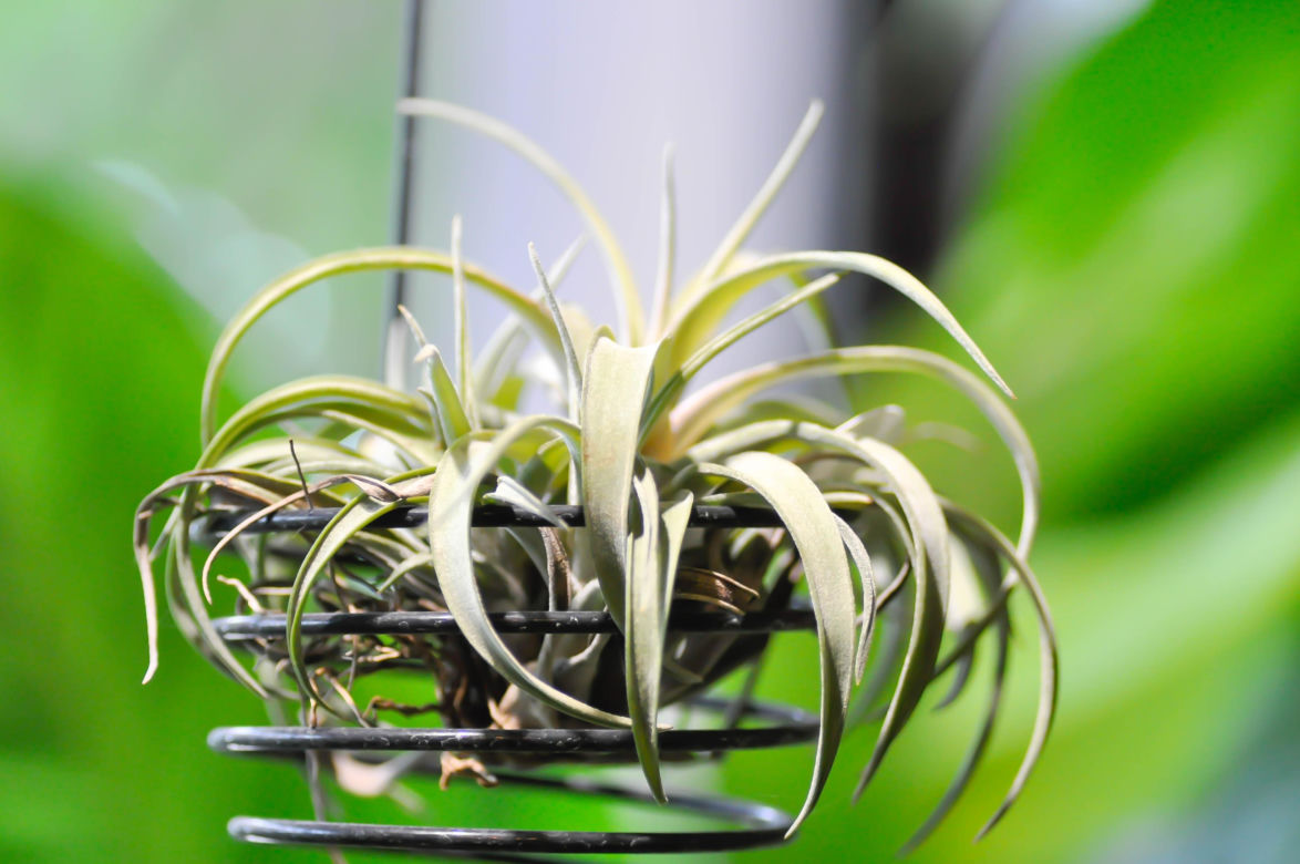 4. Oplątwa Tillandsia ionantha var. rubra