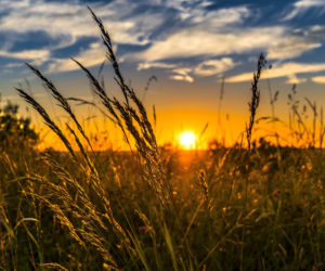 Nie tyko kwiecień plecień. Tak przepowiadały przyszłość nasze babki! Te kwietniowe przysłowia mogą zaskoczyć