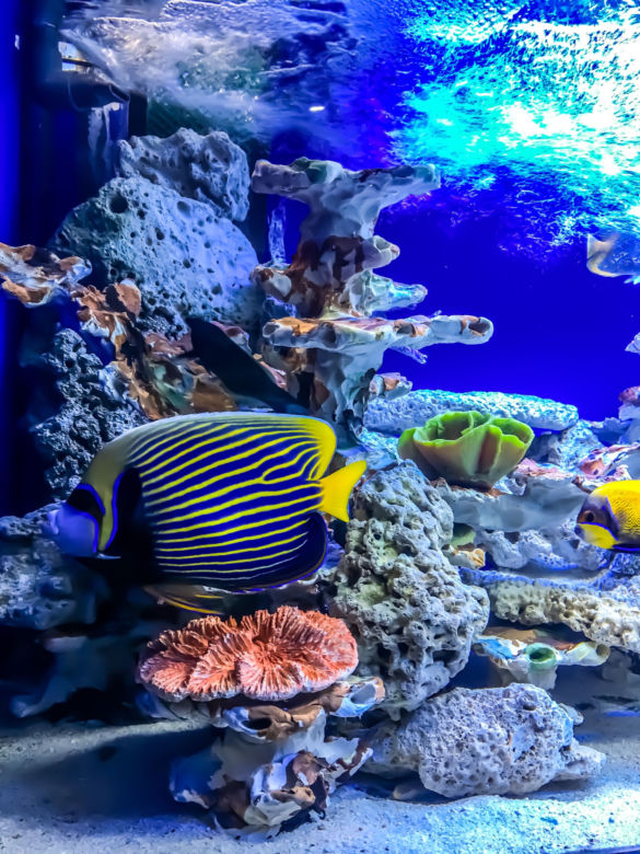 Kasprzyk, Kurowska i Kaliszuk w Oceanarium