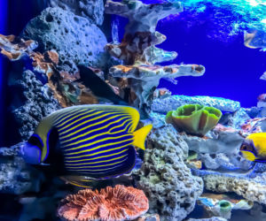 Kasprzyk, Kurowska i Kaliszuk w Oceanarium