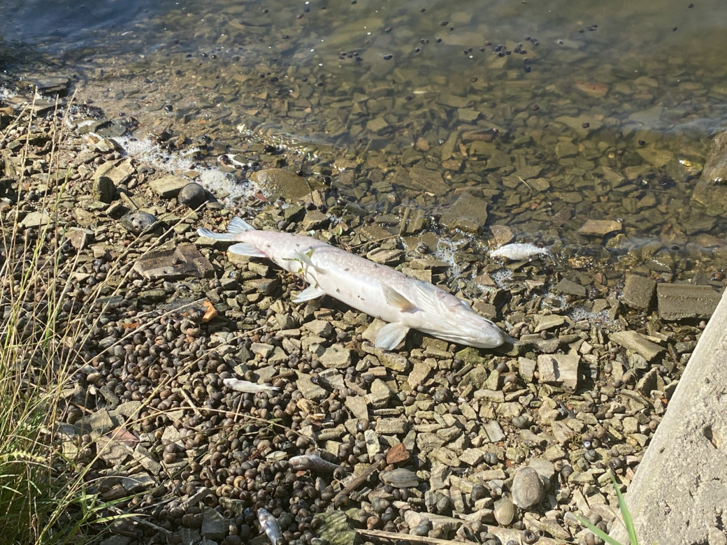 Katastrofa ekologiczna na Odrze. W Gryfinie i Żabnicy trwa stawianie zapór na rzece [ZDJĘCIA]