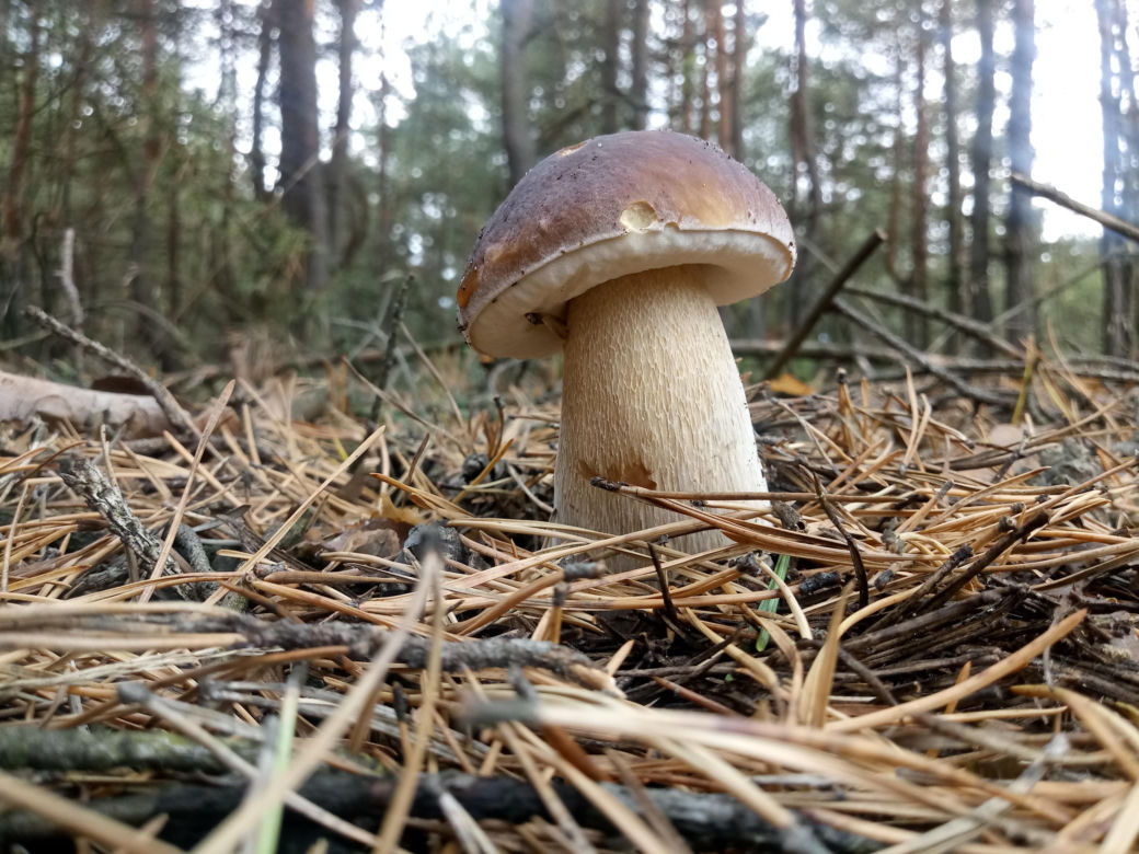 Borowik