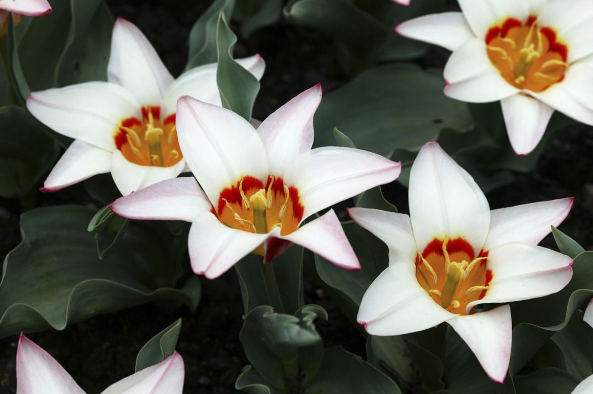 Tulipany Kaufmanna