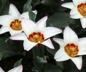 Tulipany Kaufmanna