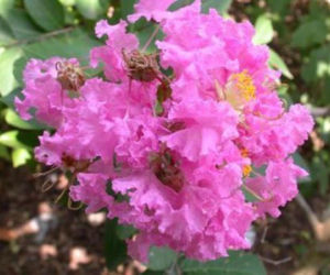 Zapomnij o hortensji. Ten krzew kwitnie nieprzerwanie przez długie miesiące i jest znacznie bardziej odporny na upały