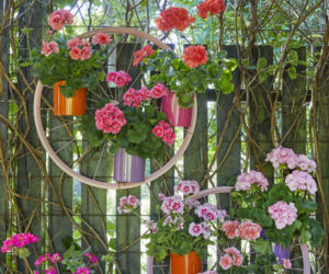 Ciekawe pomysły na aranżacje z pelargonii
