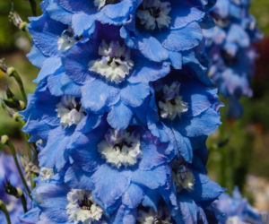 Ostróżka ogrodowa odmiana 'Magic Fountains'