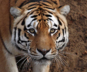 Te zwierzaki zrobią Ci dzień! Zoo w Eberswalde zaledwie godzinę drogi od Szczecina [ZDJĘCIA]