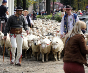 Jesienny redyk owiec w Szczawnicy