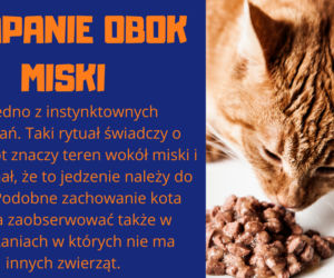 Słownik mowy kociej. Czyli co powienien wiedzieć każdy właścicel kota!