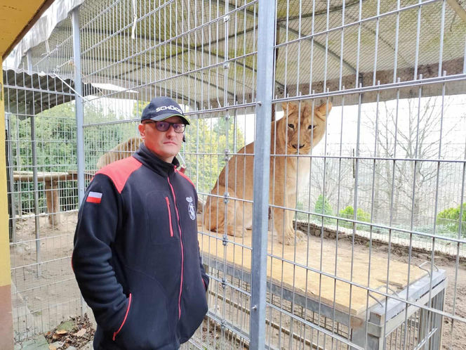 Mieszka z lwami odrzuconymi przez matkę i tygrysem. Usłyszał prokuratorskie zarzuty