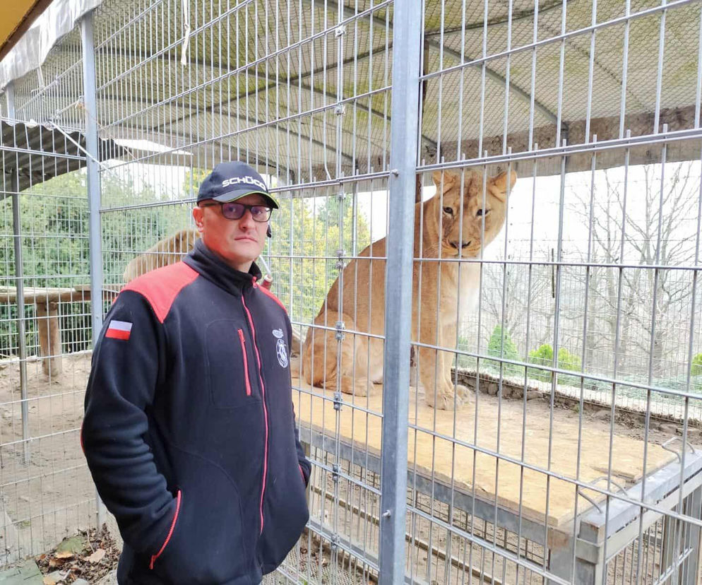 Uratował lwy i tygrysa przed śmiercią. Teraz może trafić do więzienia za znęcanie się nad zwierzętami
