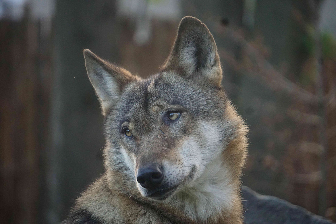 Weekendowe atrakcje we wrocławskim zoo: Dzień Wilka i charytatywny "Dziki Bieg"