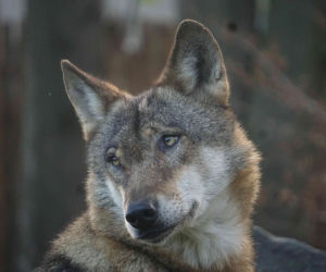 Weekendowe atrakcje we wrocławskim zoo: Dzień Wilka i charytatywny Dziki Bieg