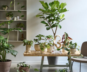 Duże drzewka doniczkowe do domu