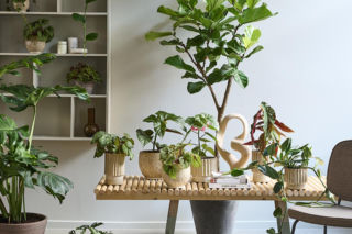 Duże drzewka doniczkowe do domu