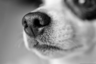 Wyrzucił psa z trzeciego piętra?! Shih tzu walczy o życie. 24-latek z zarzutami