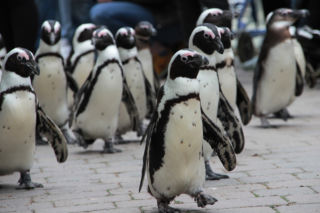 Mróz nie odpuszcza Ameryce! W Nowym Jorku ewakuowano pingwiny z wybiegów