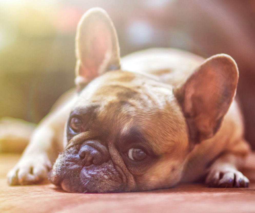 Paka dla zwierzaka! Ruszyła zbiórka dla schroniska w Rzeszowie i Wadowicach Dolnych