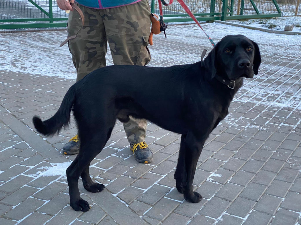 0688/22, samiec, ok 1,5 roku, trafił do schroniska 14.12.22r. z miejscowości Białe Błota (przekazany przez UG Białe Błota)