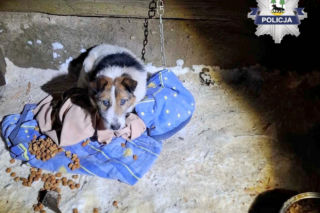 Metalowy łańcuch wrósł w szyję Reksia. Trzy kundelki z odmrożeniami