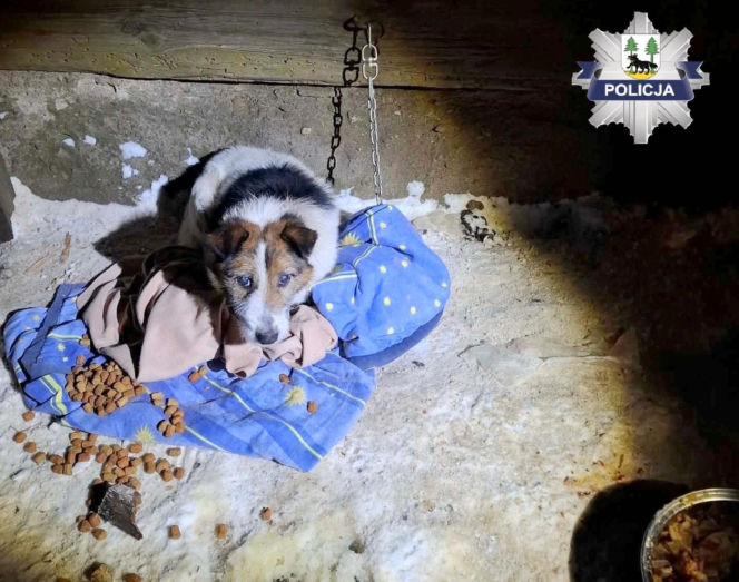 Metalowy łańcuch wrósł w szyję Reksia. Trzy kundelki z odmrożeniami