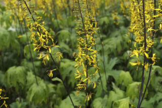 Języczka Przewalskiego - Ligularia przewalskii