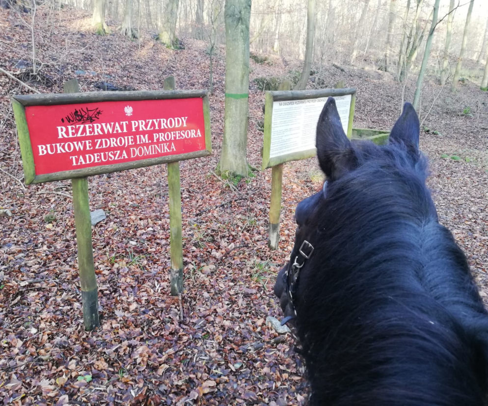 Działania Choinka 19 w Szczecinie