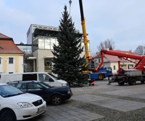 Choinka stanęła pod ratuszem. Niedługo rozbłysną tu świąteczne iluminacje [ZDJĘCIA]