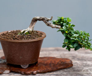 Bonsai