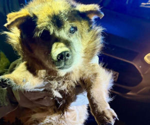 Ranny psi senior znaleziony na drodze. Czy ktoś rozpoznaje tego psa?