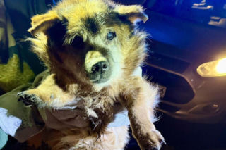 Ranny psi senior znaleziony na drodze. Czy ktoś rozpoznaje tego psa?