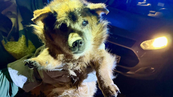 Ranny psi senior znaleziony na drodze. Czy ktoś rozpoznaje tego psa?