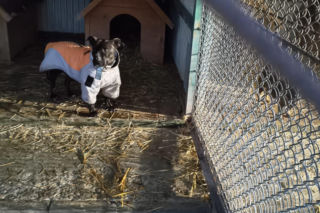 Minister interweniuje w sprawie małopolskich schronisk. Są wyniki nagłej kontroli