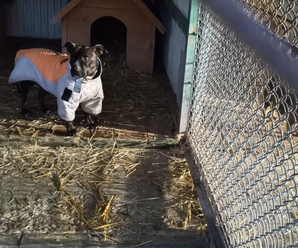 Minister interweniuje w sprawie schronisk w Tarnowie i Oświęcimiu. Są wyniki nagłej kontroli