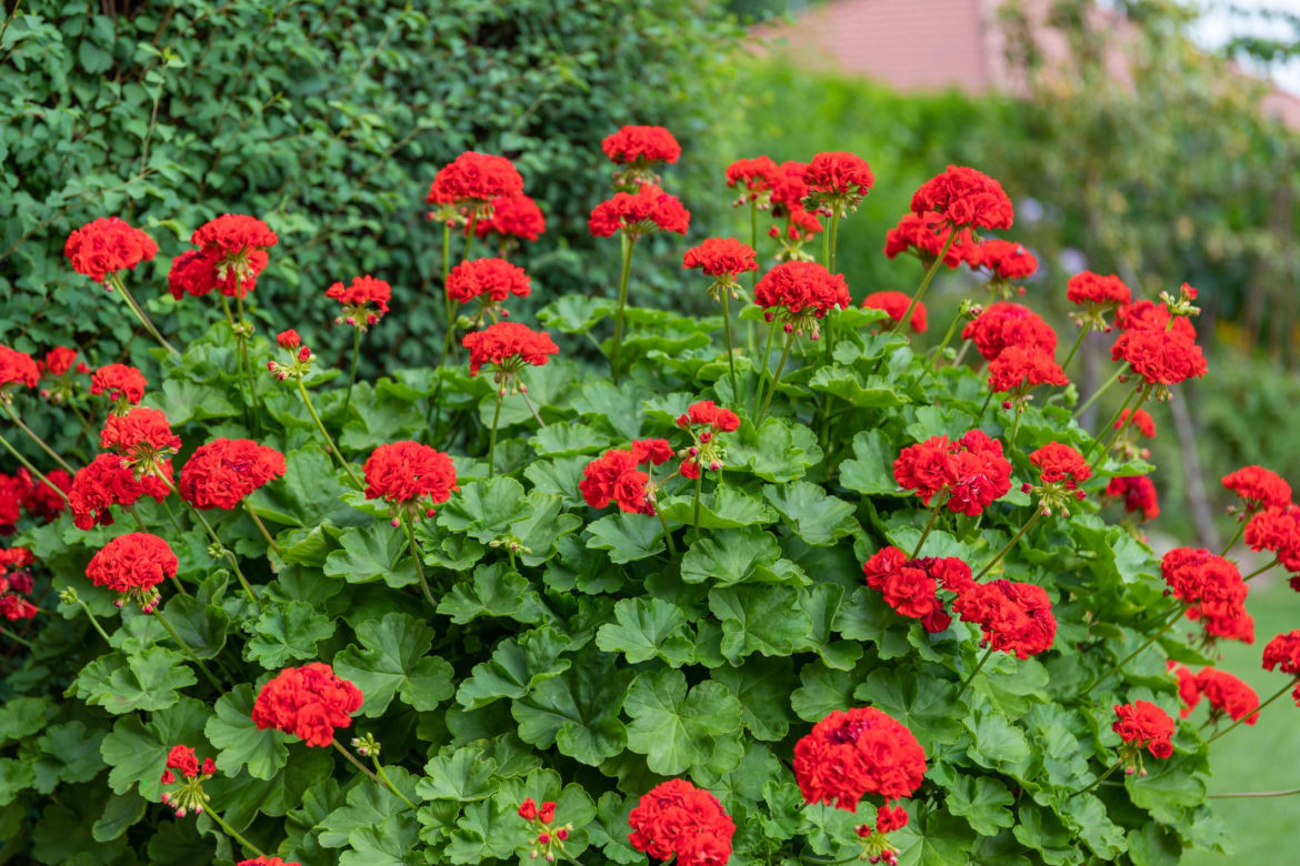 Pelargonia Calliope
