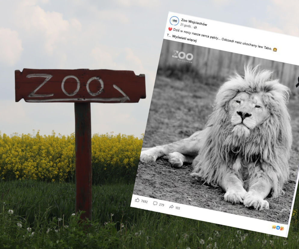 Król nie żyje. Smutne wieści z zoo niedaleko Lublina