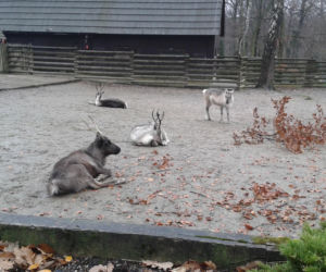 Odwiedź krakowskie ZOO