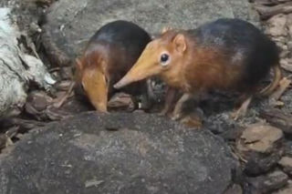 Maluch wielkości dłoni podbija poznańskie zoo. Poznajcie uroczego sorkonosa!